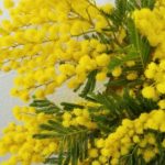 春を告げる人気の花！！みんな大好き！もふもふ　ミモザ