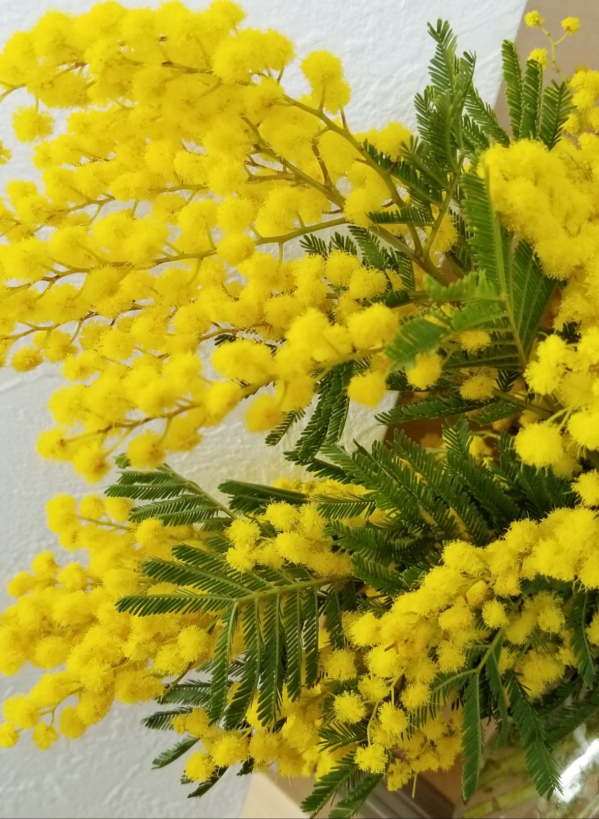 春を告げる人気の花！！みんな大好き！もふもふ　ミモザ