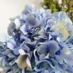 花の命、長い？短い？？　花を長持ちさせるには③導管閉塞について