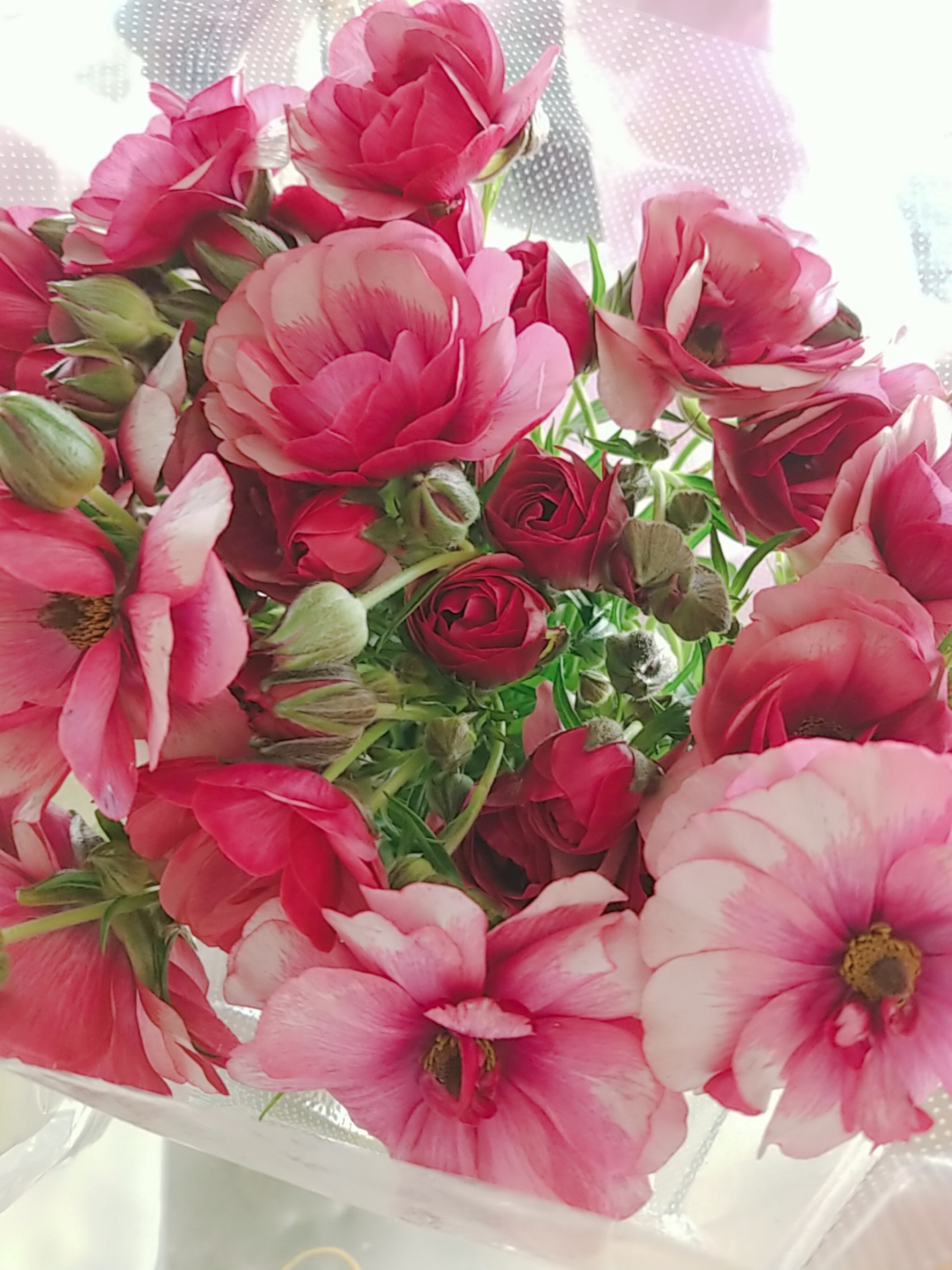 自分でやってみよう！！花の水揚げについて「基本編」