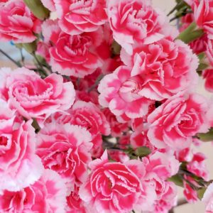 カーネーション