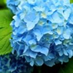 人気の花、紫陽花の季節