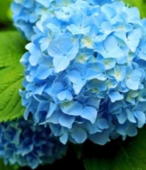 人気の花、紫陽花の季節